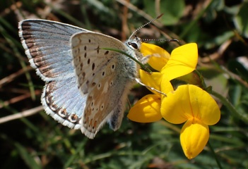 P8147244a.jpg